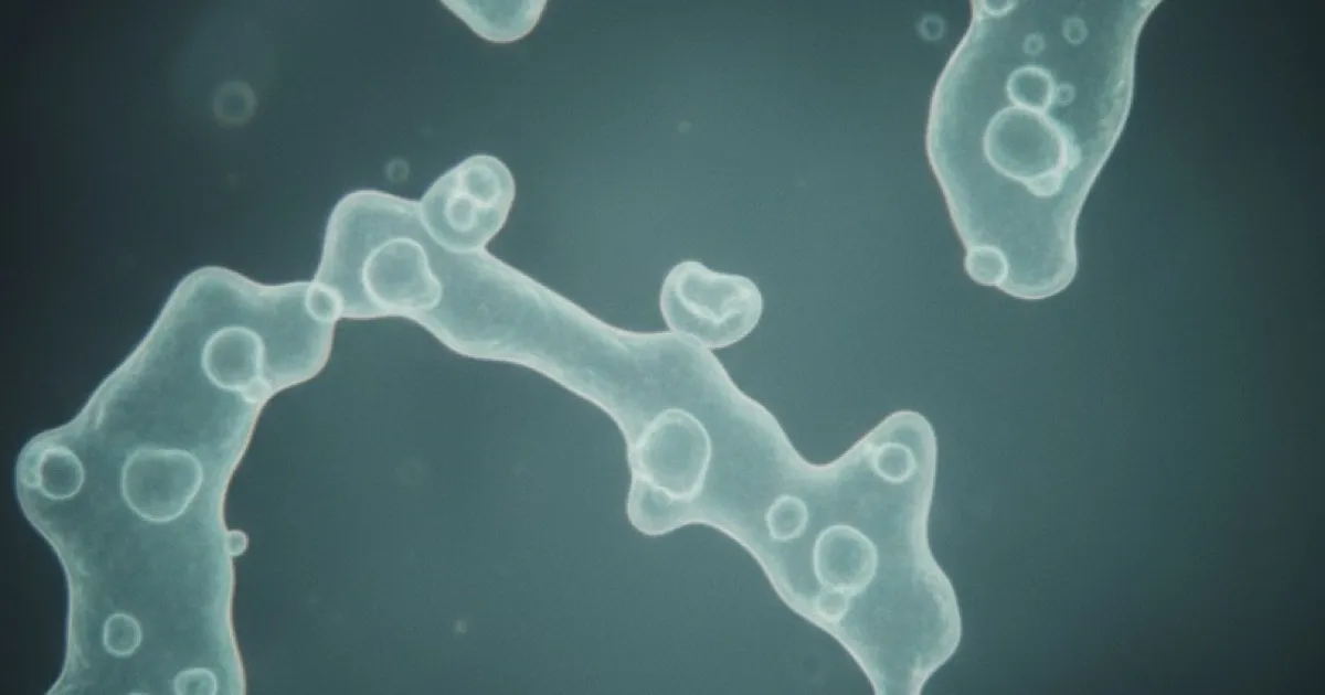 Autophagy Fasting: How Long to Fast for Cellular Repair